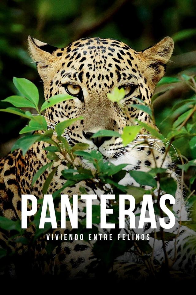 Panteras: viviendo entre felinos